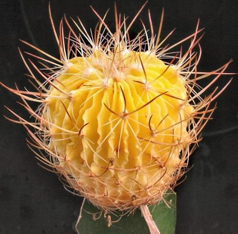 Echinofossulocactus_albinos